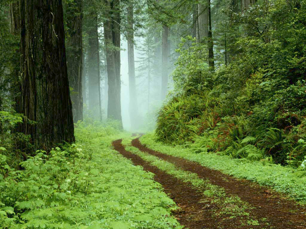 FLORESTA