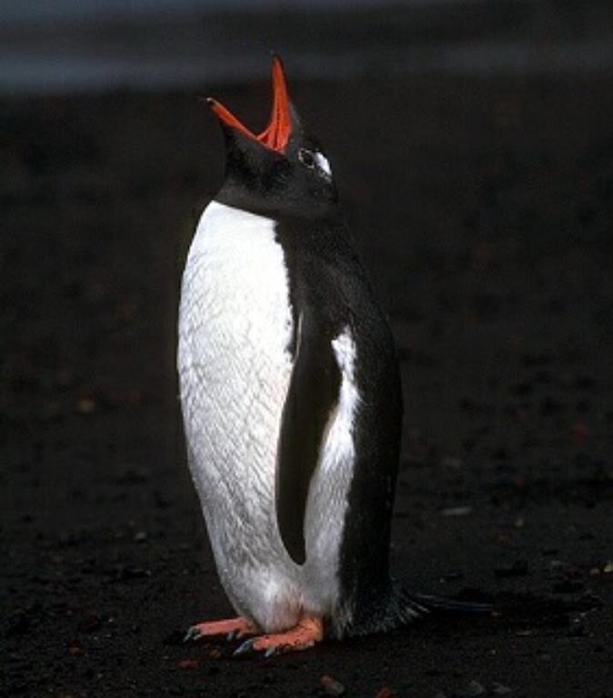 pinguim